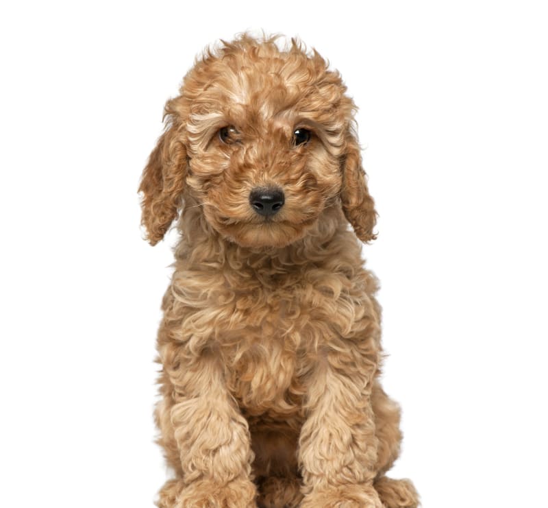 Puppy Spay Wellness Plan, Meadow Vista Veterinary Clinic