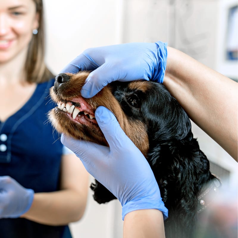 A dog on a dental exam at our Meadow Vista Veterinary Clinic