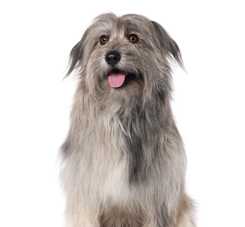 Senior Dog Wellness Plan, Meadow Vista Veterinary Clinic